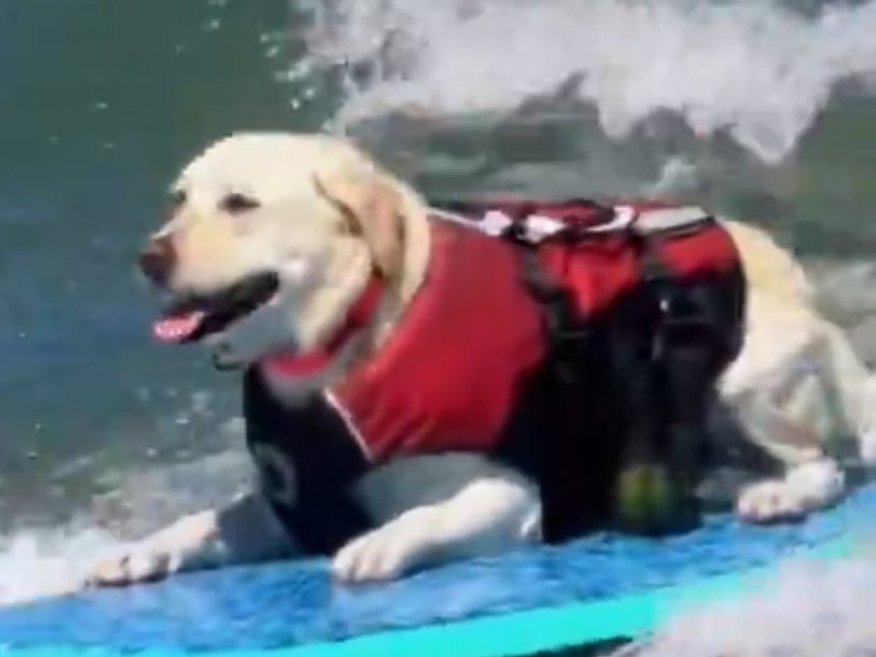Surfende Hunde begeistern das Internet