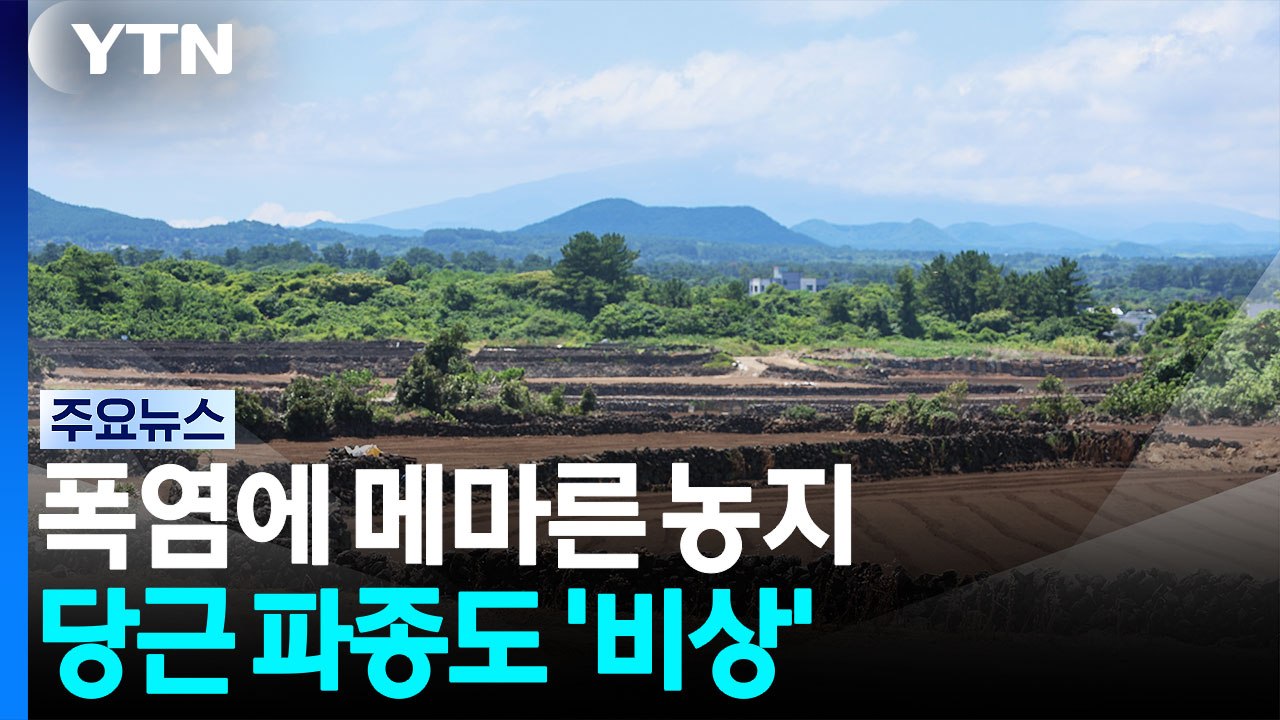 폭염에 메마른 농지...당근 파종도 '비상' / YTN