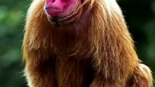 Red Faced Uakari