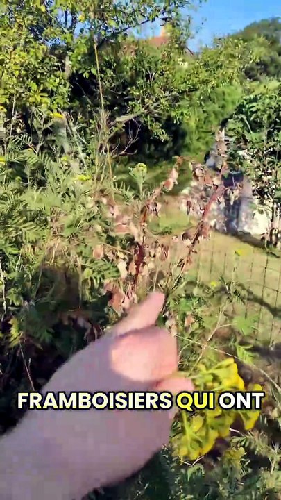 La tanaisie : plante insecticide / insectifuge...