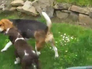 Bahia Arène et Dalton