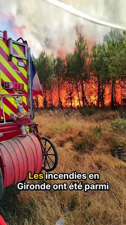 Ecosia va participer à la reforestation en Gironde !