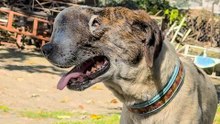 Dog With Face Tumor Had 24 Hours Left
