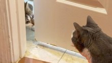 Missing Kitten Survives Weeks Alone After Car Crash