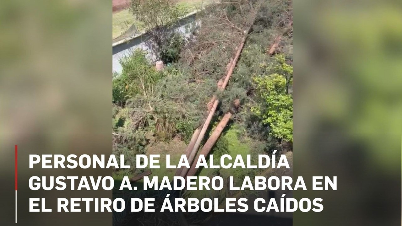 Personal de la alcaldía Gustavo A. Madero labora en el retiro de árboles caídos