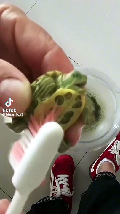 Die lustige Schildkröte