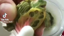 Die lustige Schildkröte