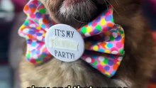Pug kingdom bulletin