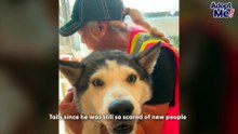 Neighborhood Rescues Husky After ICE Took His Family