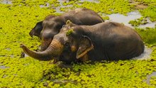 Elephant Swims Every Day For Her Blind Best Friend