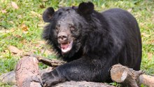 Newly Rescued Bear From Bile Farm Can't Stop Playing