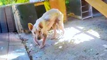 Pup Fighting For Her Life Finds Love In A Foster Home