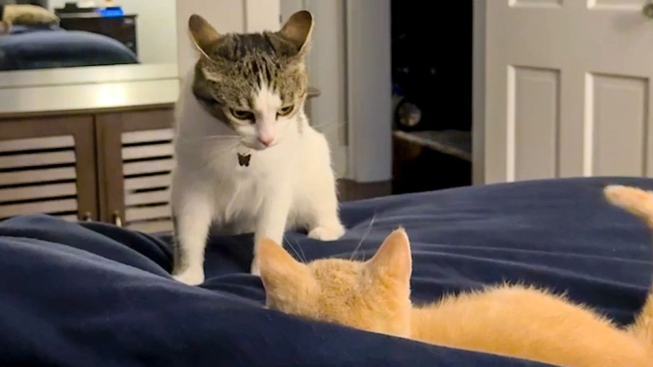 Former Stray Cat Kept Hissing At Her New Brother