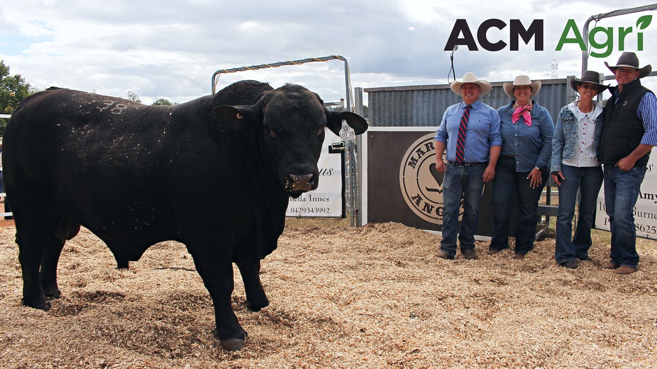 Spring bull selling season confidence
