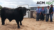 Spring bull selling season confidence