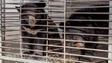 27 Moon Bears Finally Leave Their Cages Forever
