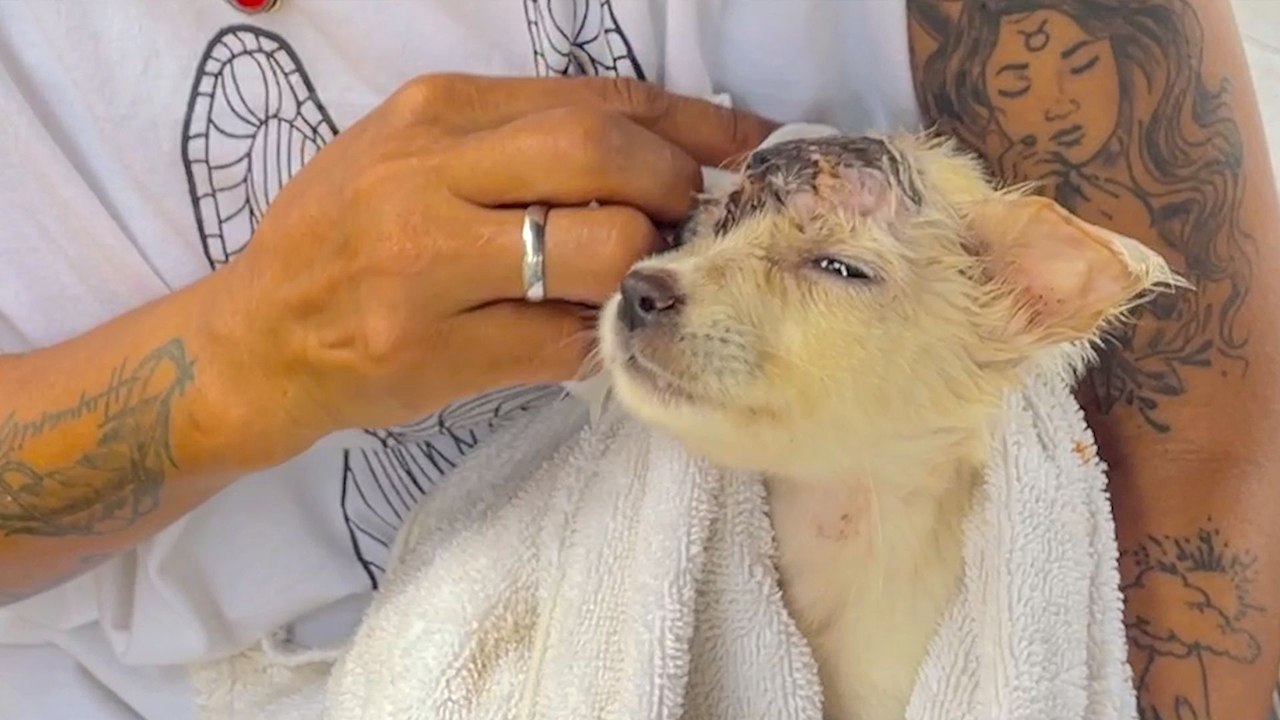Abandoned Puppy Looks Unrecognizable Just Weeks Later