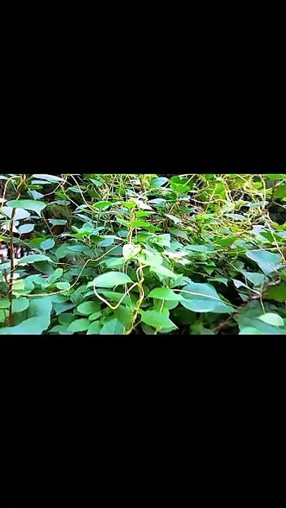 The plant that steals to survive! 😲