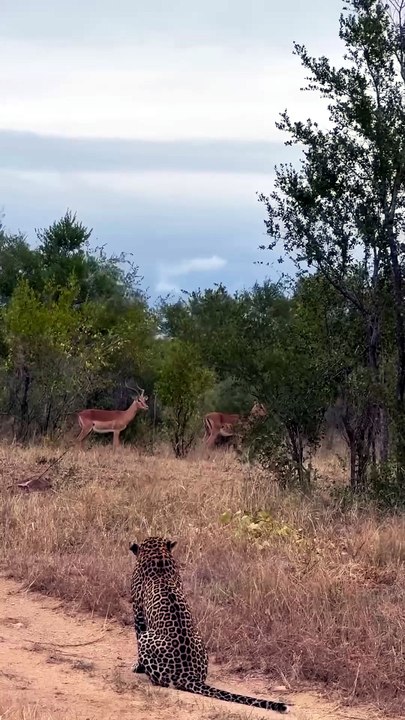 Breathtaking Safari Video Of A Wild Leopard Sitting On A Road Staring At Impalas In The Brush