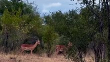 Breathtaking Safari Video Of A Wild Leopard Sitting On A Road Staring At Impalas In The Brush