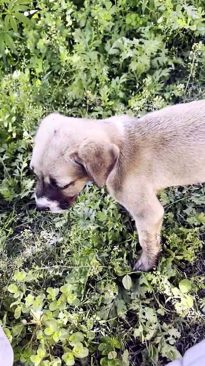 Lost dog