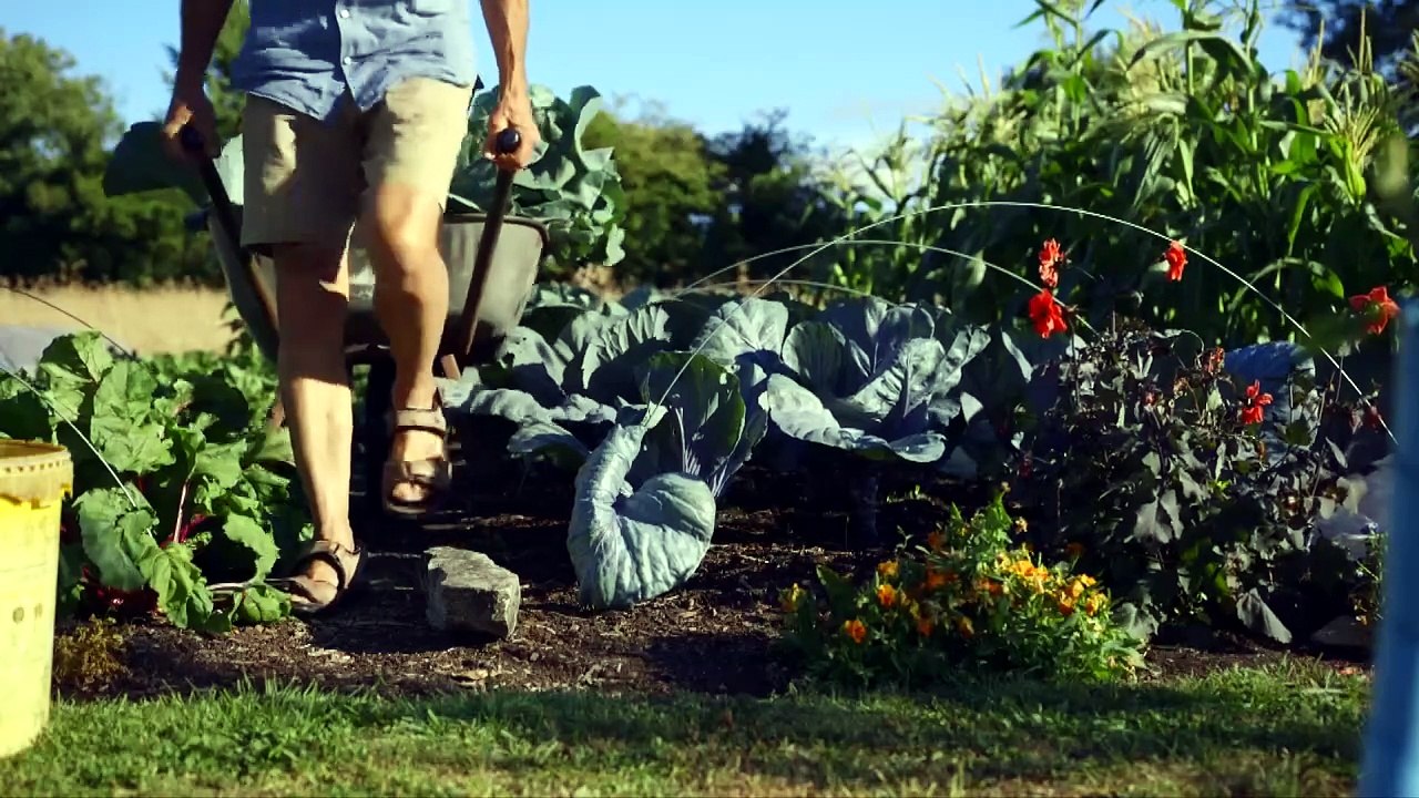 Pourquoi enlever les feuilles des plantes ? 6 bienfaits surprenants !