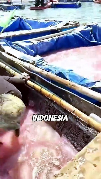Why do they catch jellyfish by the ton