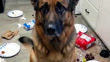 Funny German Shepherd dogs 🐾🐾🐾🤣🤣#🤣🤣fun#German Shepherd #germansherphed#dogs#reels#dogs#folow
