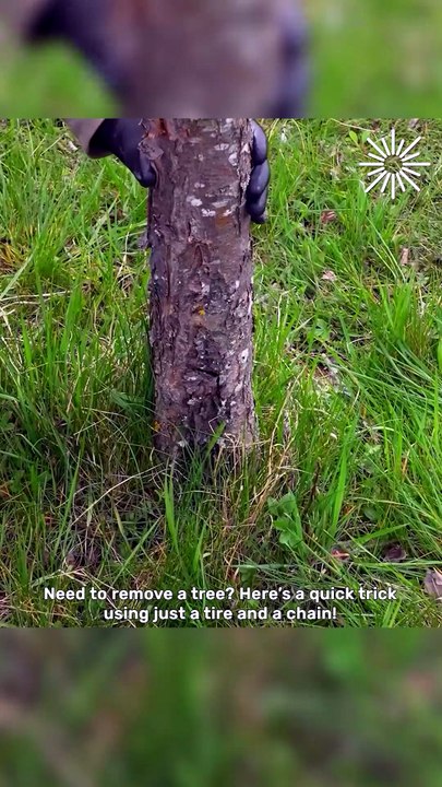 Tree removal using just a chain & tire 🌳