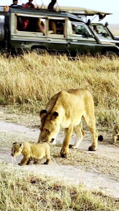 Lion Pride vs Cape Buffalo: Tender Cub Moments & Wild Battles
