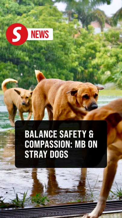 Selangor MB defends stray dog enforcement, calls for balance between safety and compassion