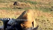Easy Meal for this lion as it takes down an injured zebra unable to escape 🔥