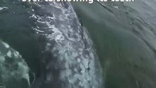 🔥 This Gray Whale rolling over and showing its teeth.  Credit to Kaush (Kaushiik Subramaniam)