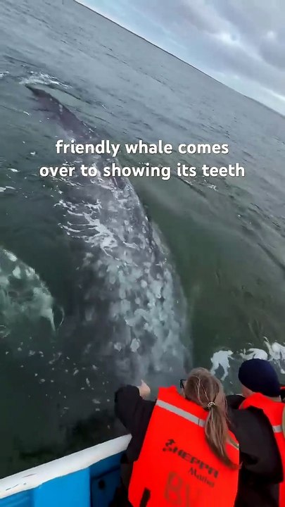 🔥 This Gray Whale rolling over and showing its teeth.  Credit to Kaush (Kaushiik Subramaniam)