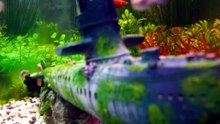 why guppy fish die in winter