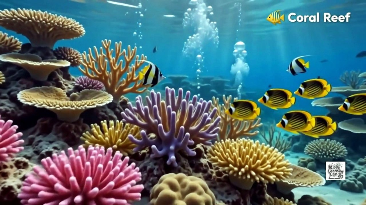 Life Under the Water