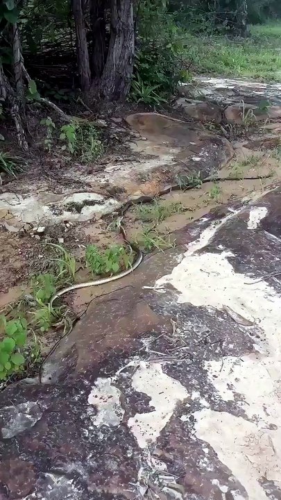 🔥Two Snakes Rolling on the Ground  Two Indochi...