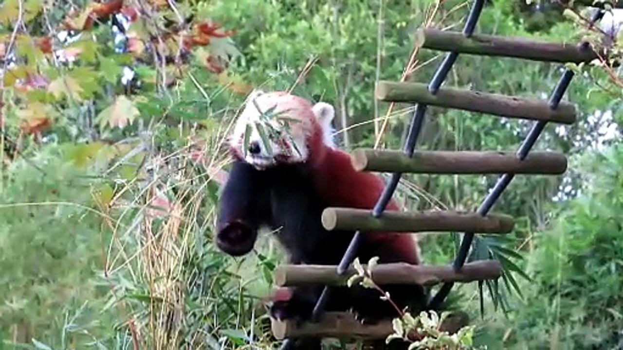 where is red panda