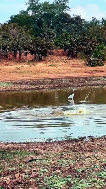 A Nile crocodile thrashes its young leopard prey 🔥