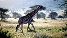 Giraffe : The tallest land animal with unmatched elegance and gentle grace