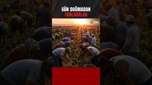 1250 Liralık Yevmiye...Kavurucu Sıcakta Üretime Devam