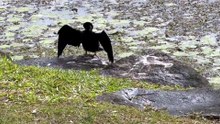 Little black cormorant 01