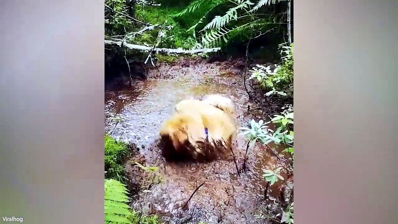 🐶 Try Not to Laugh at These Funny Animals #FunnyAnimals #LOL #Pets#Viral