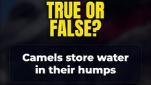 True or False? Camels store water in their humps 🤔