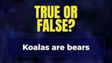 True or False? Koalas are bears 🤔
