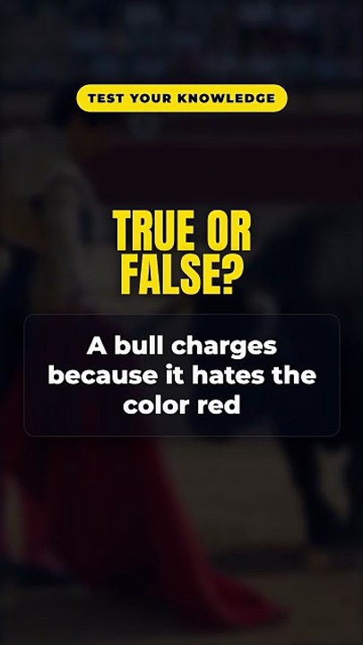 True or False? A bull charges because it hates the color red 🤔