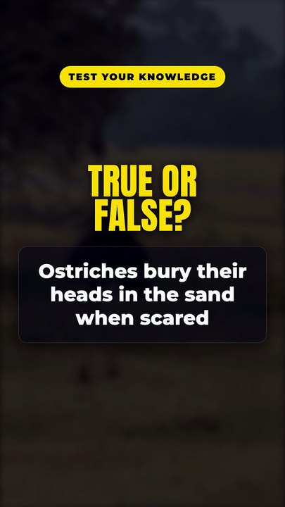 True or False? Ostriches bury their heads in the sand when scared 🤔