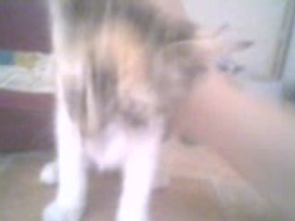 Chaton