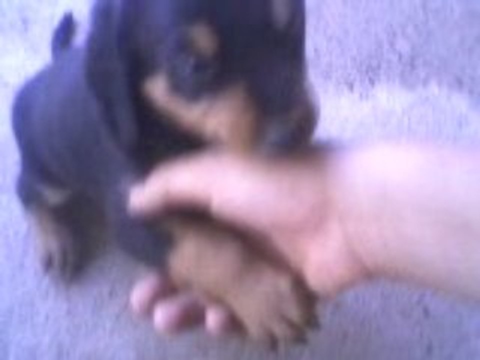 Chiot