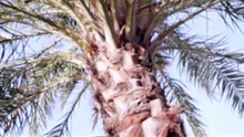 Ambassade Fr_Tabba3ni Nefta-BETA02